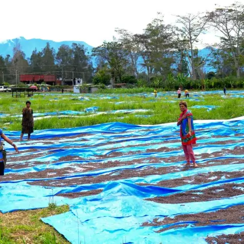 Papua-Nowa Gwinea - kraj pochodzenia kawy