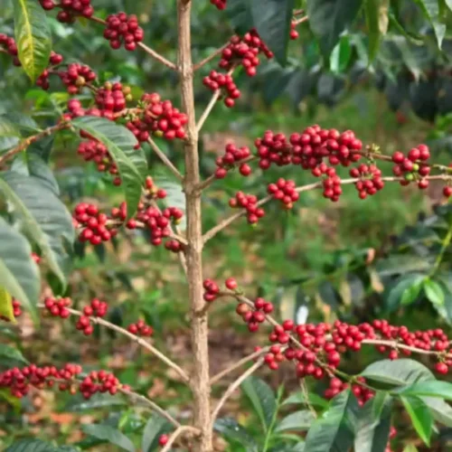 Etiopia Kurume Natural - kawa ziarnista jasno palona specialty | Colbergcoffee 200 g, photo 2
