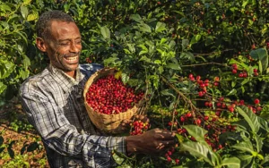 202412130840 Kurumexl2 Nowe kawy w palarni: Kenia Inoi Kaguyu i Etiopia Kurume Natural
