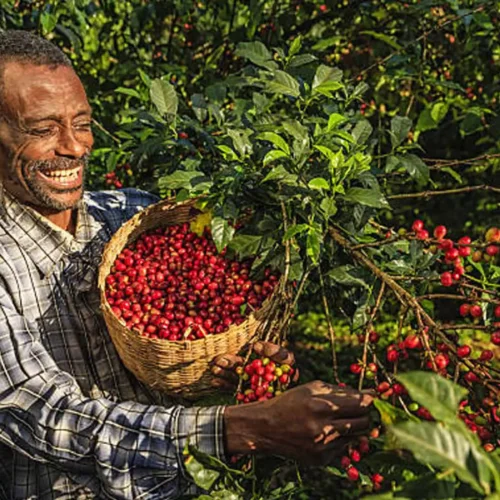Etiopia Kurume Natural - kawa ziarnista jasno palona specialty | Colbergcoffee 200 g, photo 3
