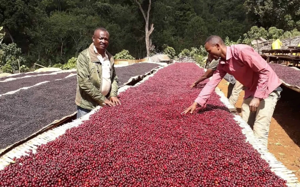 202412130840 Kurumexl3 Nowe kawy w palarni: Kenia Inoi Kaguyu i Etiopia Kurume Natural