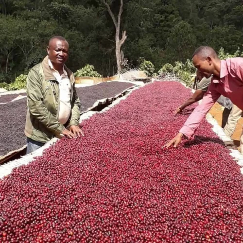 Etiopia Kurume Natural - kawa ziarnista jasno palona specialty | Colbergcoffee 200 g, photo 4