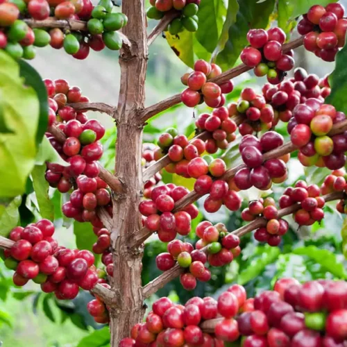Etiopia Kurume Natural - kawa ziarnista jasno palona specialty | Colbergcoffee 200 g, photo 5