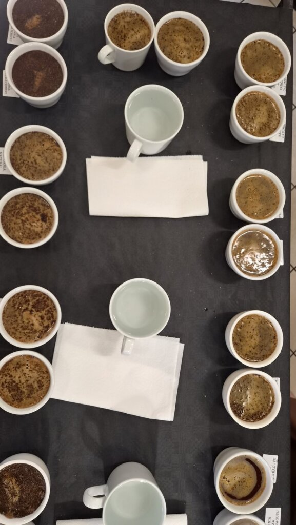 Stół cuppingowy w Colbergcoffee z parami miseczek z próbkami kawy i kubkami wody